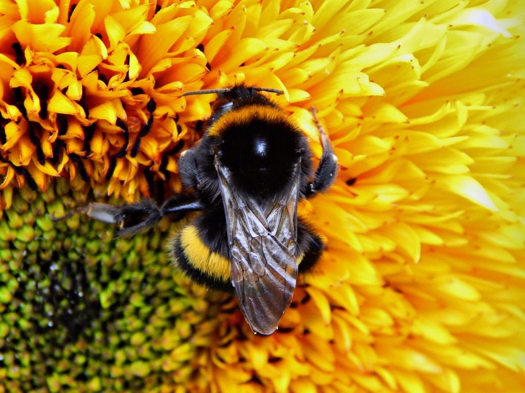 bumble-bee, insect, flower-871679.jpg